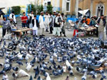 Афганские голуби мира